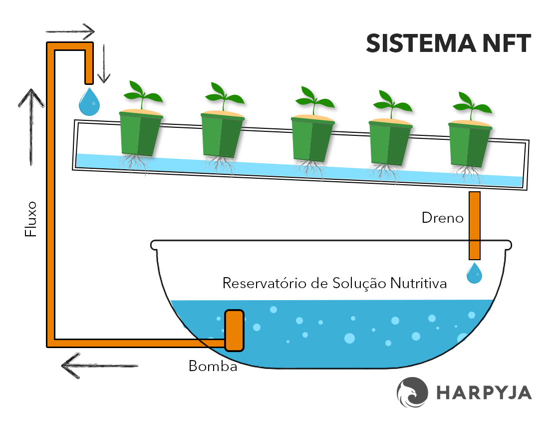 sistema nft