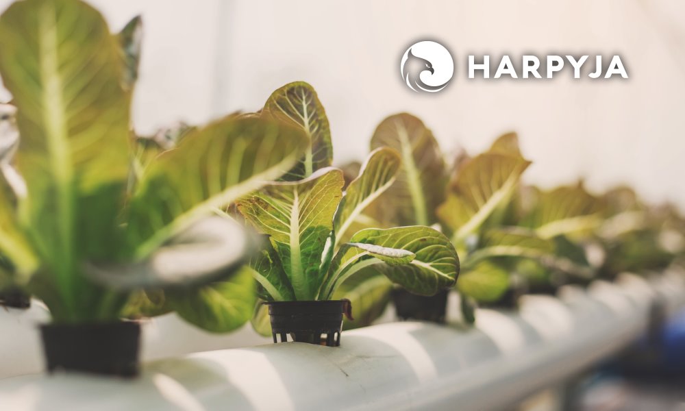 Imagem do blog post Hidroponia caseira: saiba como cultivar.